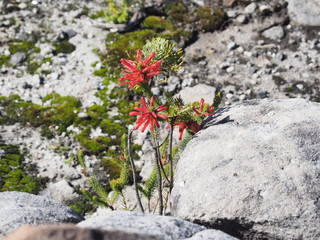 Kapstadt – Tafelberg