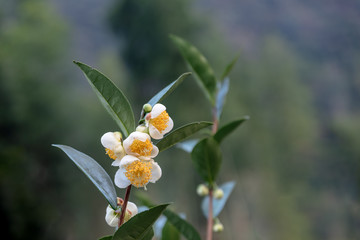 The tea trees in the tea garden have white and yellow flowers