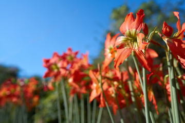 Beautiful flowers in spring and beautiful sky