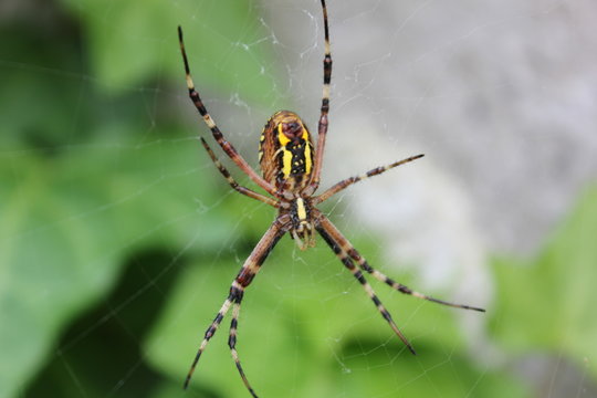 Spinne im Netz