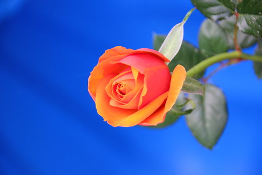 Rose mit Hintergrund Blau