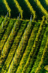 Fototapeta premium Rows Of Vineyard Grape Vines. Autumn Landscape. Austria south Styria . Abstract Background Of Autumn Vineyards Rows.