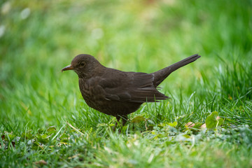Amsel sitzt im Gras