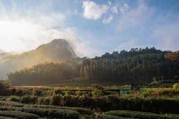 Naklejka premium There is fog in the tea mountain in the morning