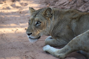 Fototapeta premium Lioness