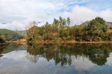 The trees in the wild are yellow in autumn. It's a beautiful scenery