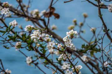 White flowering tree branch