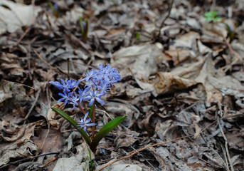 blooming blue snowdropforest