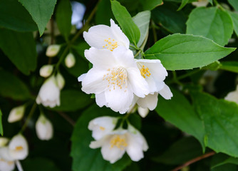 jasmine blooms with white flowers, on a warm day in the garden,