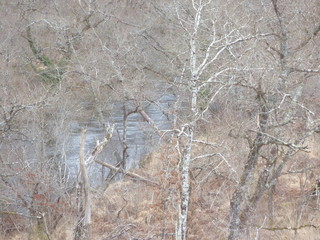 Forêt des Landes