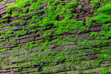 bark of an old tree covered with green moss in the forest