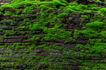 bark of an old tree covered with green moss in the forest