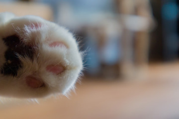 Cat paw with background, blur, close up.