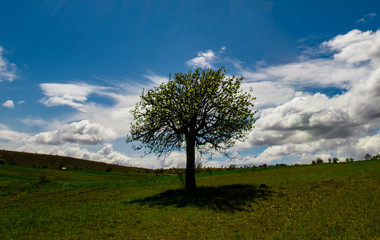 lonely tree in nature