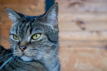 Cat sit next to the wall and look sad. Portrait, background, close up.