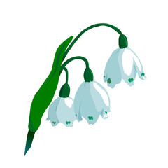 snowdrops illustration color spring flowers. delicate petals. vector 