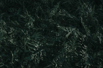 Green Leaf Texture background with light behind