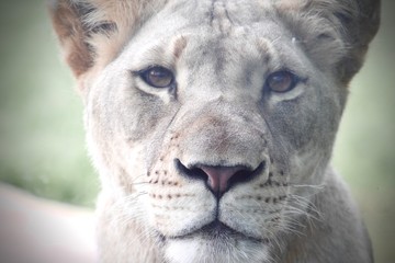portrait of a lion in front of green background