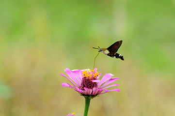 Hummingbird hawk-moth Macroglossum stellatarum feeding on pink flowers