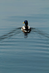 duck in water