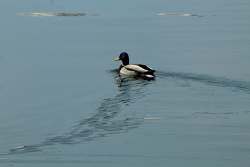 ducks in water