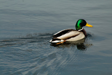 duck in water