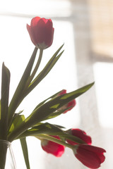 Amazing spring flowers. Beautiful red tulips in vase