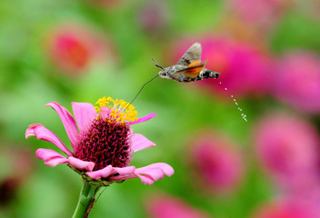 Hummingbird hawk-moth Macroglossum stellatarum feeding on pink flowers