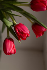Amazing spring flowers. Beautiful red tulips in vase