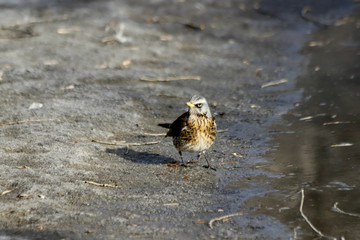duck in water