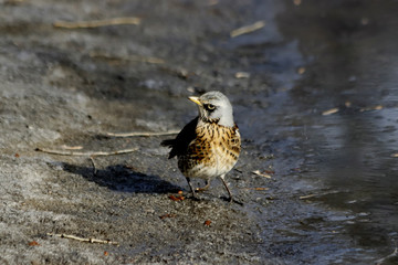 bird on rock
