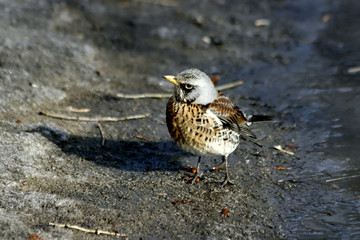 bird on rock