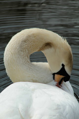 Obraz premium swan on lake