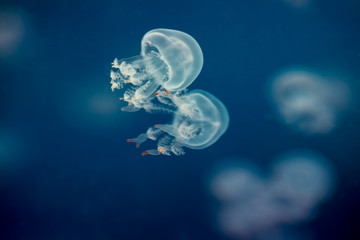 The beautiful jellyfish under the blue background  in the aquarium