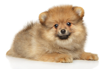 Pomeranian Spitz puppy on white backround