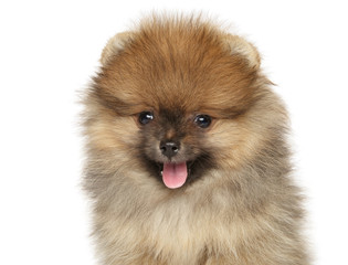 Obraz premium Close-up of a happy Pomeranian puppy