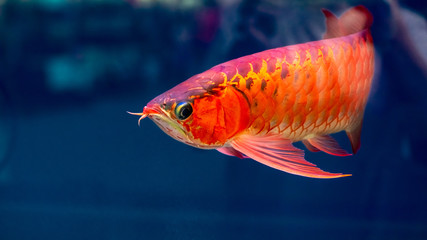 Obraz premium Close-up of A red golden Dragon Fish isolated in blue background.
