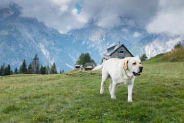 Un simpatico cane Labrador che passeggia tra le Dolomiti