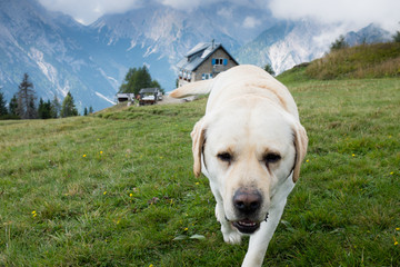 Un simpatico cane Labrador che passeggia tra le Dolomiti