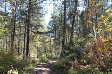 forest in Terskol