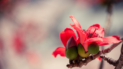 Obraz premium Close up of beautiful kapok in dreamy soft background.