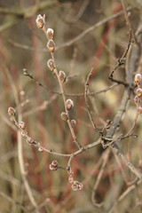 dry branch in the first spring days