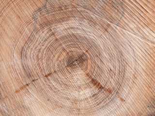 Fototapeta premium Baumscheibe Textur Holz Hindergrund