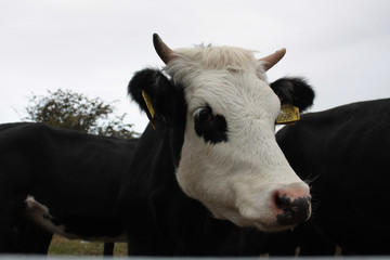 Cows in the country side