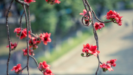 Background picture material of Chinese style  texture pattern of red kapok.