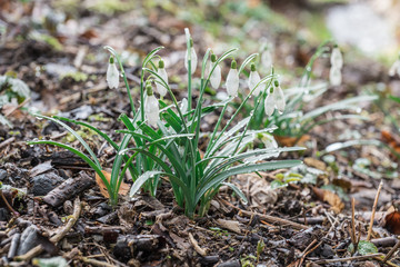 spring snowflake in the grass