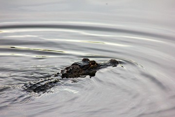 American Alligator