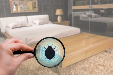 Human hand with a magnifying glass and pest bed bug