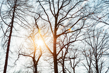 sunset in the winter forest