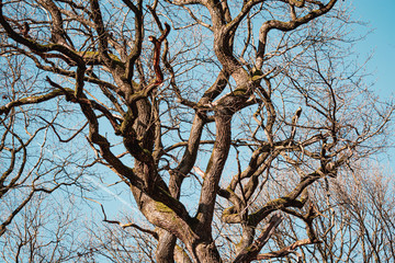 sunset in the winter forest